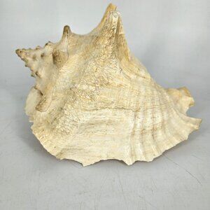 Large Natural Pink Queen Conch Sea Shell Coastal Beach Nautical Decor Tiki 7"x5"